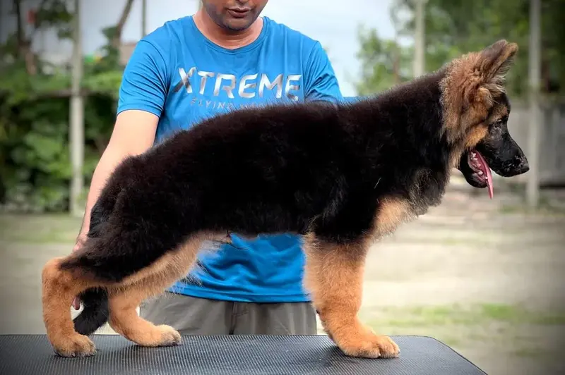 Pups of Guwahati