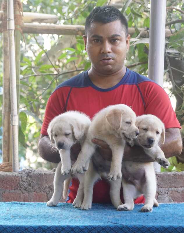 Minakhis Labradors and Shihtzu