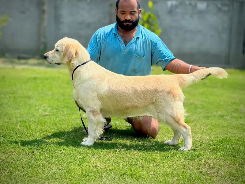 Nilachal Retrievers