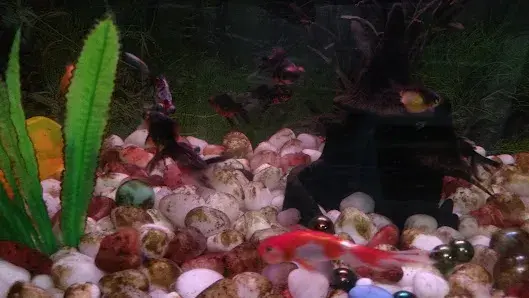 Priya Aquarium