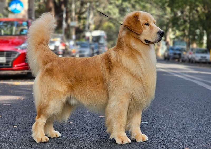 Happy Golden Dream Kennel