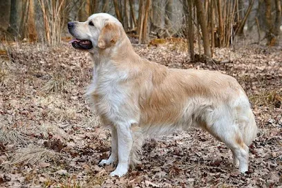 Dog Sale In Agra