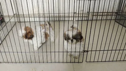 Angel Kennel