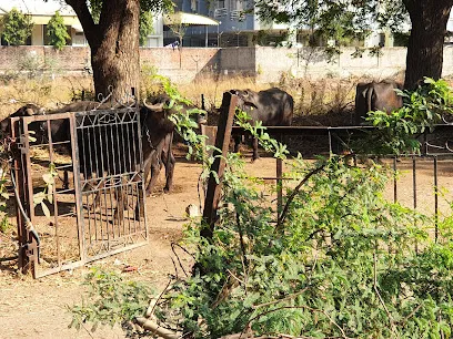 Buffalo Shelter