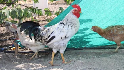 S.D. Broilar's Poultry & Goat Farm