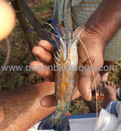 Oceanblue Aqua Hatcheries