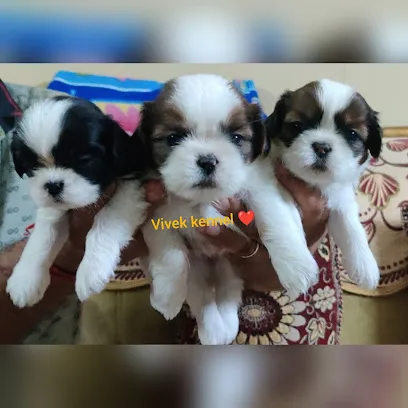 Vivek Shihtzu Bulldog Kennel (Regd)