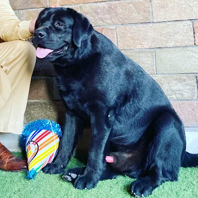 Amritsar Labrador Kennel