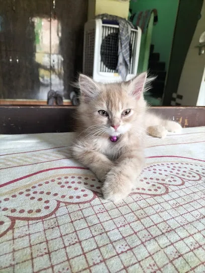 Sikandar Persian Cat