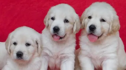 Adchan's Kennel The Golden Retriever Puppies India