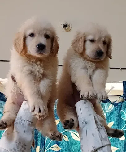 Bangalore Puppies