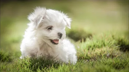 Bangalore Puppy Farm