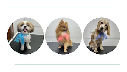 Big Bark - Dog Grooming And Styling Studio