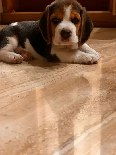 Charly's The Beagle Kennal