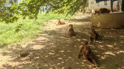 Dogs Our Best Friends (Maruthy Dog Shelter)