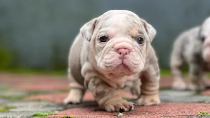 English Bulldog Exoticss