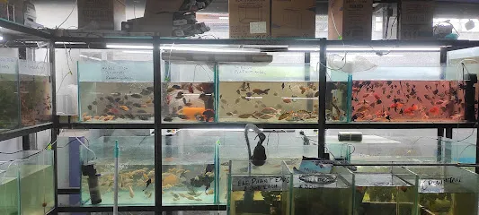 Fish Shop