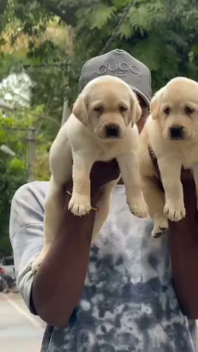 Kiran Puppy Farm Bangalore