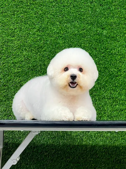 Pets Forever Bengaluru - Dog Grooming Salon And Spa