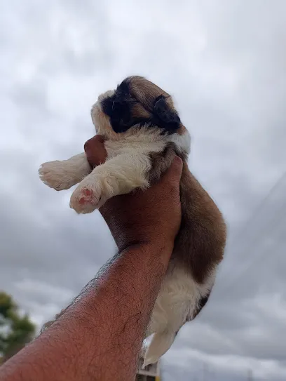 Puppies For Sale In Bangalore