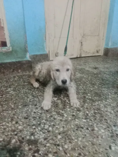 Puppies In Bangalore