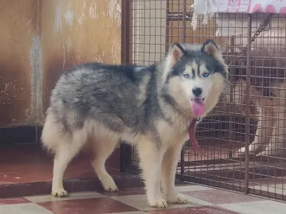 Royal Pet Kennel