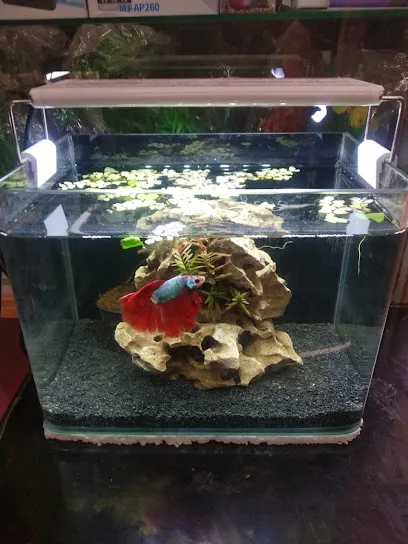 Shell Aquatics, Aquarium And Pets