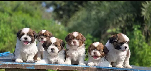 The Banglore Puppies Hub