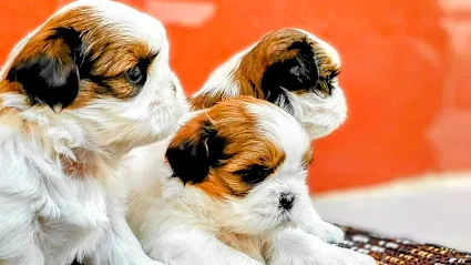 Toy Breed Nation Dog Kennel, Bangalore