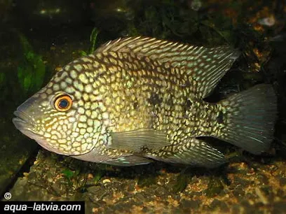 Fish Aquarium Shop Bhopal