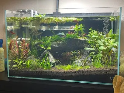 Natural Planted Aquariums And Terrariums