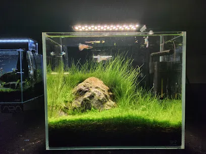 Aquascapers Mob - Nature Aquariums & Living Decor