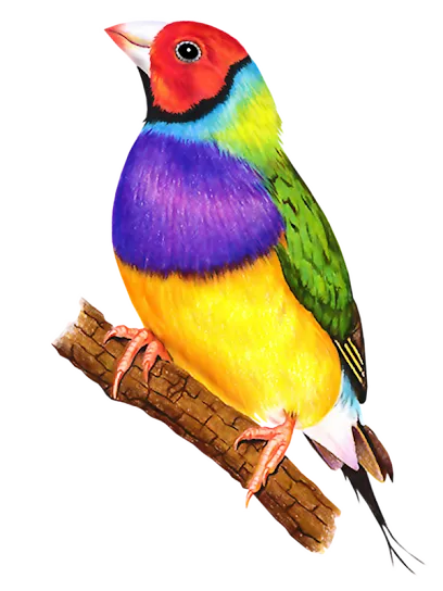 City Birds - Exotic Pet Shop