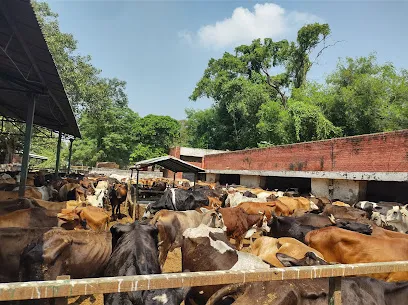 Gaushala Cow Shelter