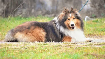 Rough Collie Breeding India