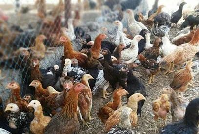 Green And Fresh Poultry Farm