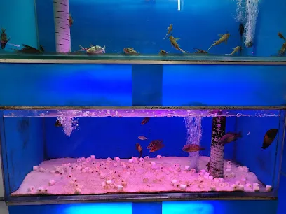 Best Aquarium