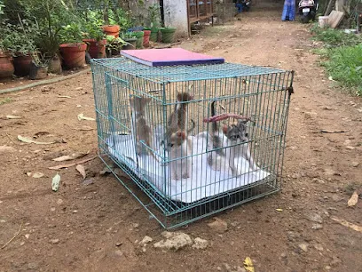 Dog & Cat Adoption Centreshelter In Chennai- Yahshua Animal Trust