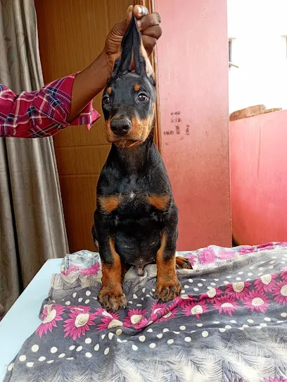 Dogify Puppies In Chennai