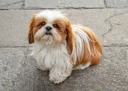 Kennel Of Oreo Shih Tzu Puppies