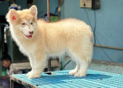 Paws Of Chennai (Premium Dog Store)