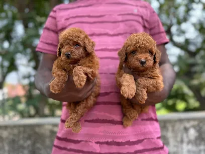 Poodle Of Chennai (Premium Quality Seller)