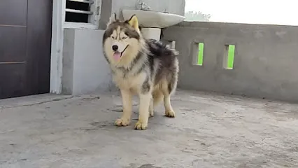 Spankar The Wolf Boarding Center