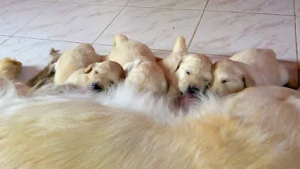 Golden Retrievers