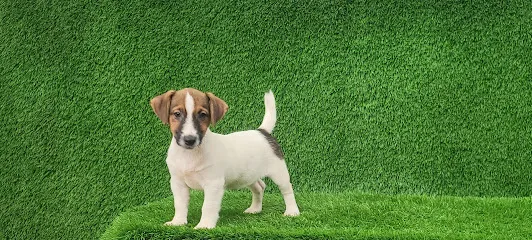 Jack Russell Terrier Crossfield's Kennel