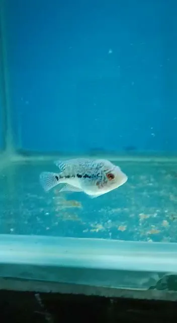 Ps Aquatics (Flowerhorn, Betta, Guppies)