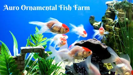 Auro Ornamental Fish Farm