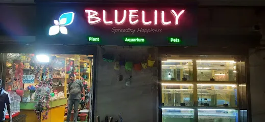 Bluelily