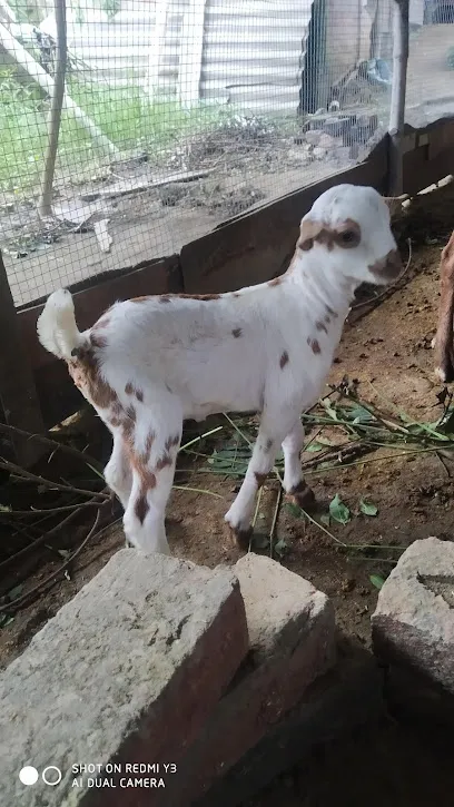 Goat Farming