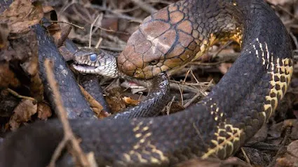 Snake Rescue Team Dhanbad